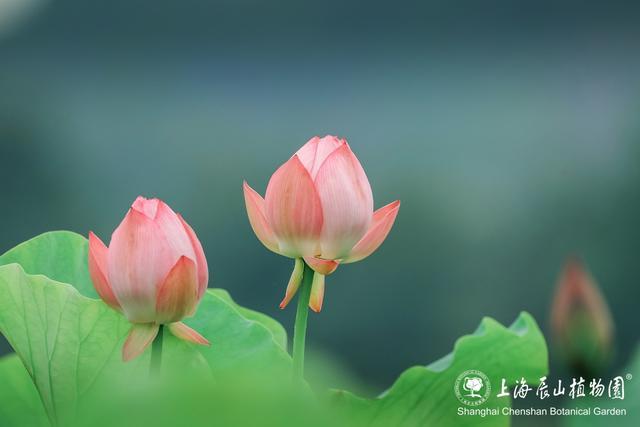 美出新高度！来辰山荷塘听雨赏花