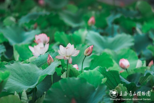 美出新高度！来辰山荷塘听雨赏花