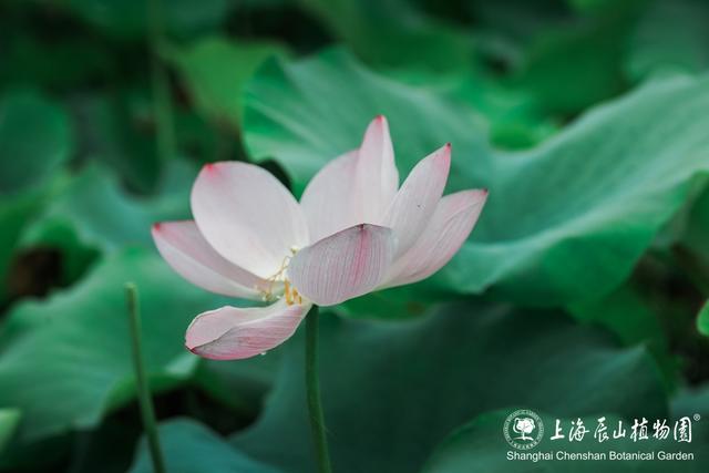 美出新高度！来辰山荷塘听雨赏花