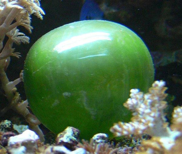 海葡萄：5厘米大的球 其实就是一个细胞