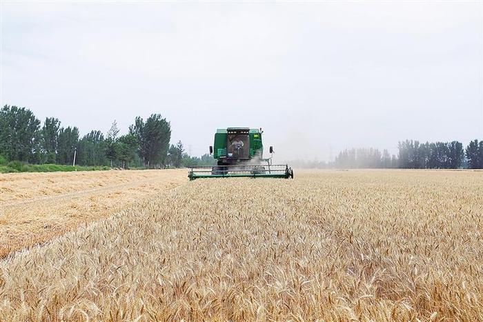 永清县7万亩小麦收割工作有序开展