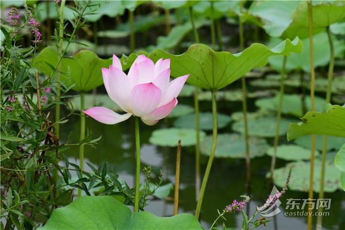 “美槿佳荷”唱主角 沪上植物园夏花观赏季启幕