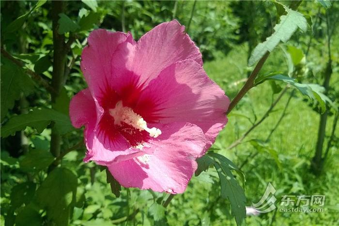 “美槿佳荷”唱主角 沪上植物园夏花观赏季启幕