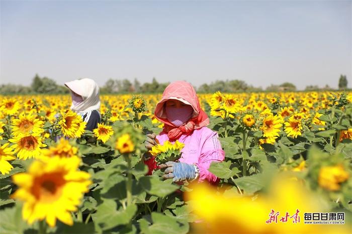 金塔万亩向日葵花开授粉忙