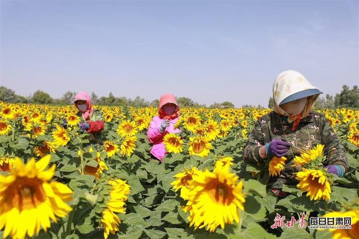 金塔万亩向日葵花开授粉忙