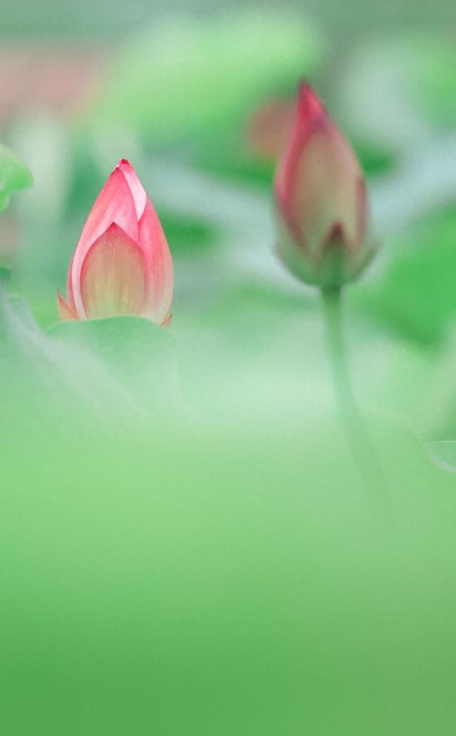 美出新高度！来辰山荷塘听雨赏花