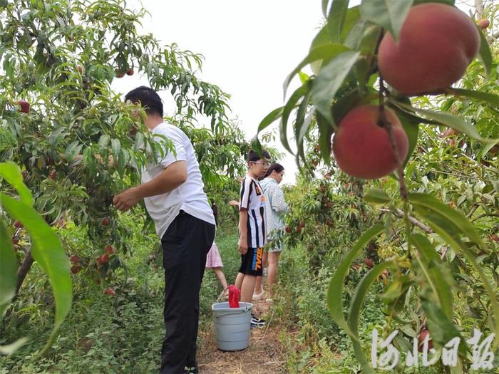 新乐：农旅一体化促发展