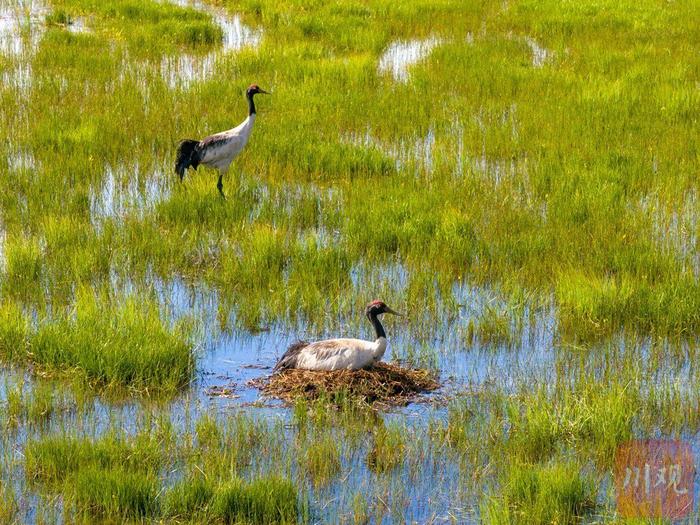 C视觉丨若尔盖：国家一级保护动物黑颈鹤进入雏鸟孵化期