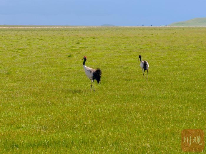 C视觉丨若尔盖：国家一级保护动物黑颈鹤进入雏鸟孵化期