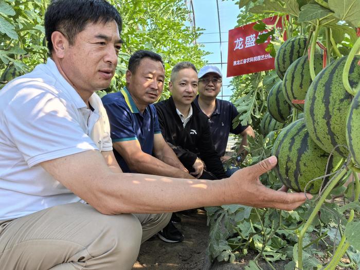 社会眼｜一口“龙江瓜”有多少科技含金量？