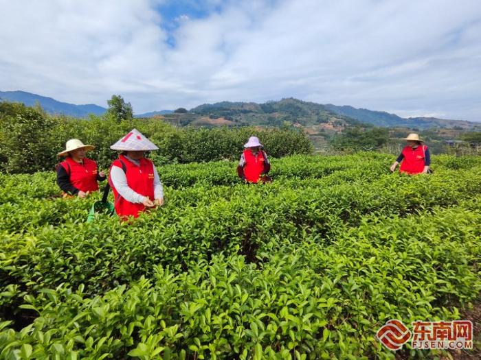 福安坦洋：循迹再奋进 文明花开满乡间