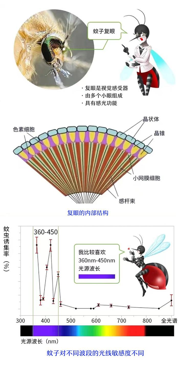 穿什么颜色的衣服，不容易被蚊子叮？