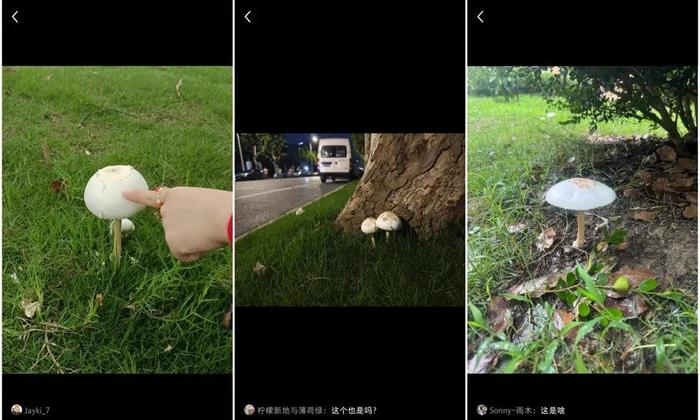 上海网友集中晒图，这是啥？紧急提醒：近期大规模出现，不要碰！