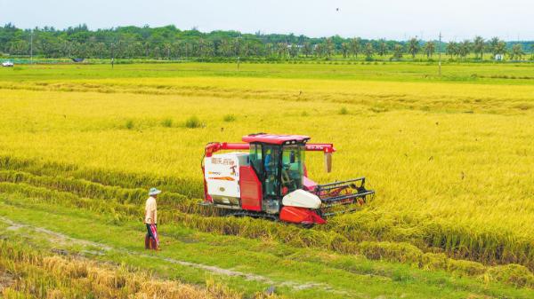 海口美兰区三江镇建设水稻生物育种基地助推乡村振兴
