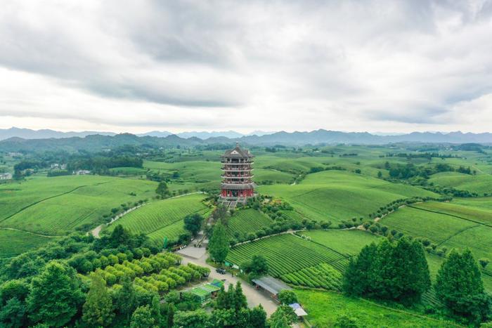 走进湄潭27°茶海路：贵州第一条国家级最美农村路