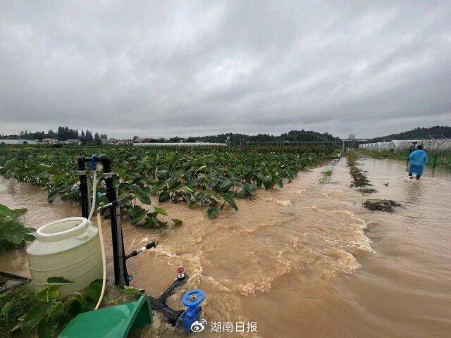 瓜果蔬菜受淹后怎么办？农业专家给答案！