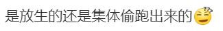 热闻|河南一湖中惊现多条小鳄鱼！水利局持续三天排查，随意放生涉嫌违法