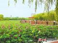 【图片新闻】张掖市甘州区润泉湖公园荷花盛开 吸引游客前来观赏