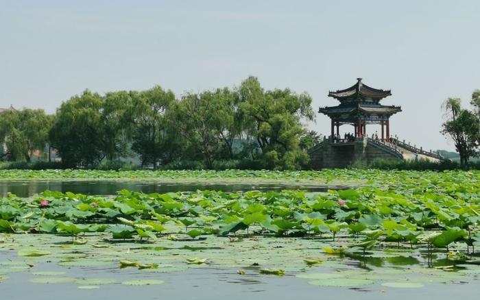 北京荷花文化节设十二大展区，400多种水生植物扮靓盛夏