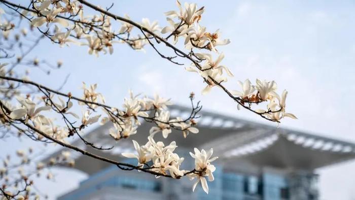 市花白玉兰没存在感？要逆袭了！上海将建一座市级公园，“优先考虑选址在中心城区”