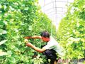 【图片新闻】灵台县中台镇康家沟村村民在大棚里采摘甜瓜