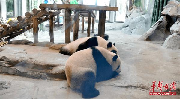湘北女校：走进熊猫基地 领略国宝魅力