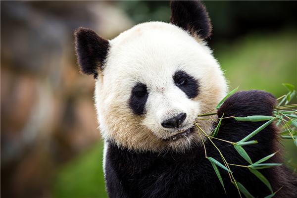 热闻|全国首个大熊猫学院开始招生！网友：能和大熊猫做同学吗？