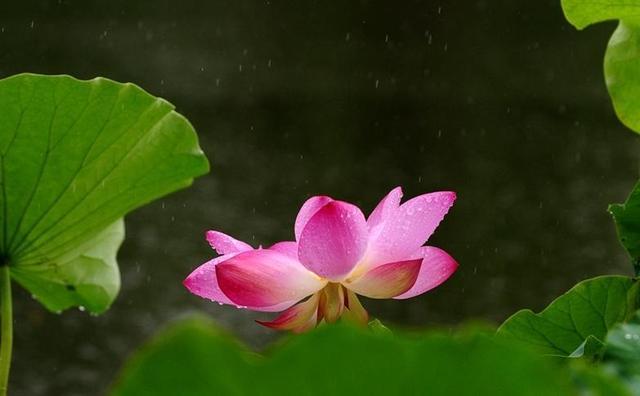 借助AI，让夏雨荷回归大明湖畔