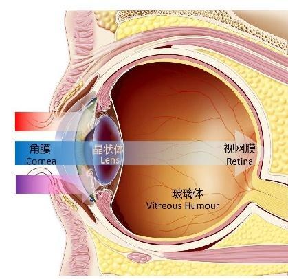 关注老年人的眼健康：常见眼病与预防丨上海市消保委健康消费专业办