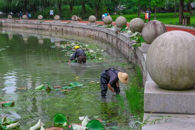 大变样！他们为松江这条湖手动“美颜”