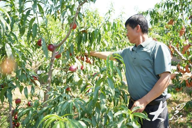 原汁原味是亮点！小镇出三招，田园变景区