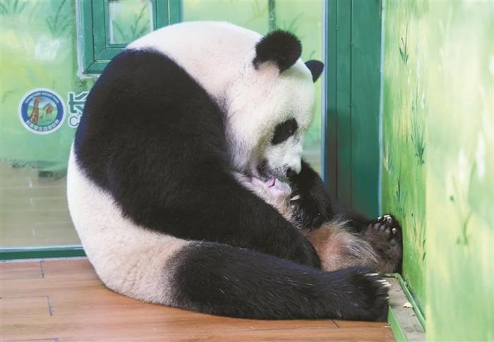 熊猫三胞胎老大“萌萌”当妈了