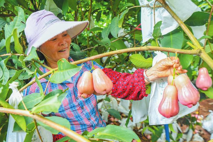 海口云龙镇云岭村：“黑糖芭比”盛夏飘香