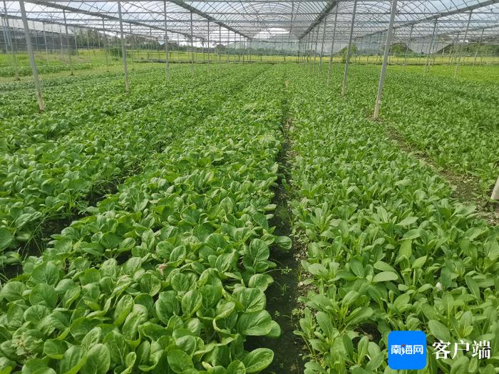 三亚：推广耐湿热蔬菜新品种新技术 保障本地蔬菜供给