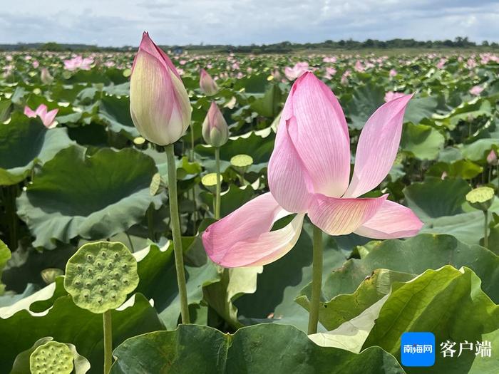 海口琼山旧州镇池连村800亩荷花池千莲竞放