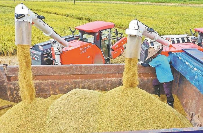 广东水稻产区陆续进入夏收时节 各地抢抓晴好天气收割早稻