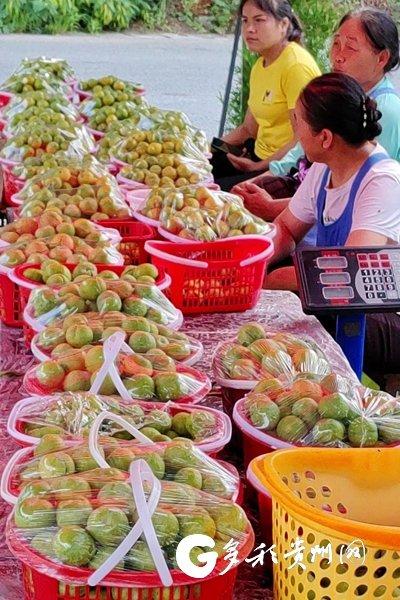 【走进红色美丽村庄·弄染村②】1800亩蜂糖李 “甜蜜”促增收