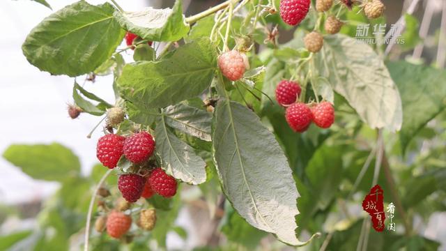 千城百县看中国｜河北保定：盛夏时节果飘香