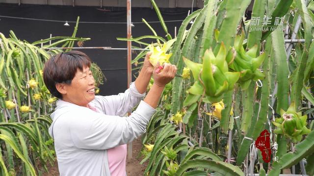 千城百县看中国｜河北保定：盛夏时节果飘香