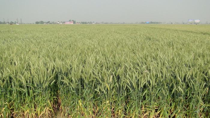 西南种植面积最大的小麦品种基因“画像”完成，将会带来什么？丨奋力谱写中国式现代化四川新篇章