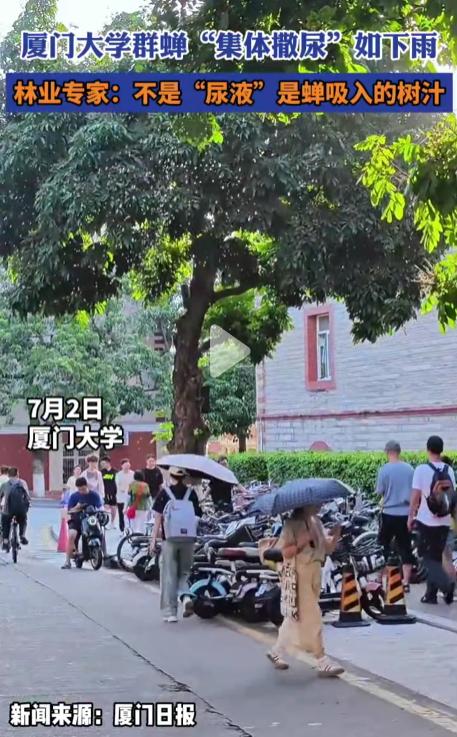 厦大群蝉集体撒尿如下雨：可能是甜的、但不建议品尝