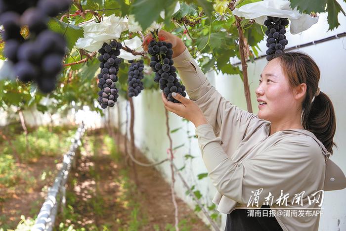 硕果挂枝头 葡萄喜丰收