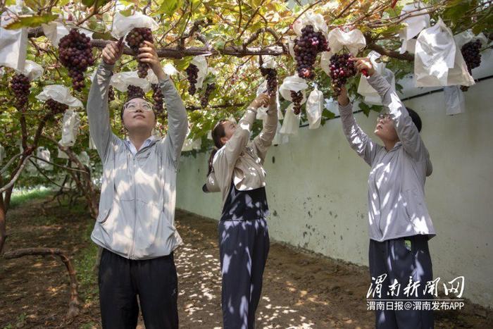 硕果挂枝头 葡萄喜丰收