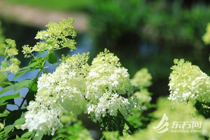 像奶油冰激凌的花见过吗？辰山植物园圆锥绣球绽放添凉意