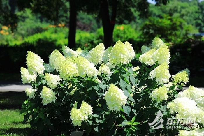 像奶油冰激凌的花见过吗？辰山植物园圆锥绣球绽放添凉意