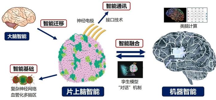 全球首个“人脑”控制机器人，天津大学新成果登上顶刊《Brain》