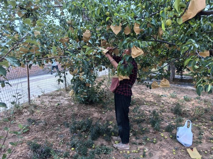 结对认购 科技助农 招引加工项目  锡延携手共育新时代“金苹果”