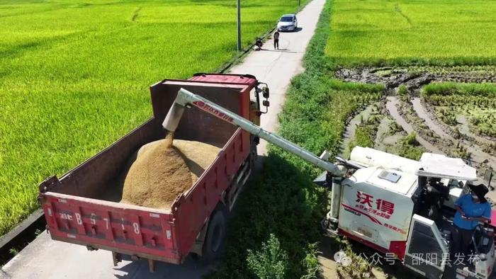 邵阳县： 28.46万亩早稻开镰收割