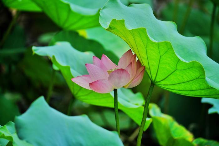 【岭南节气名家说】小暑时节来杯凉茶解暑 广东省名中医林丽珠为你介绍广东凉茶的来源