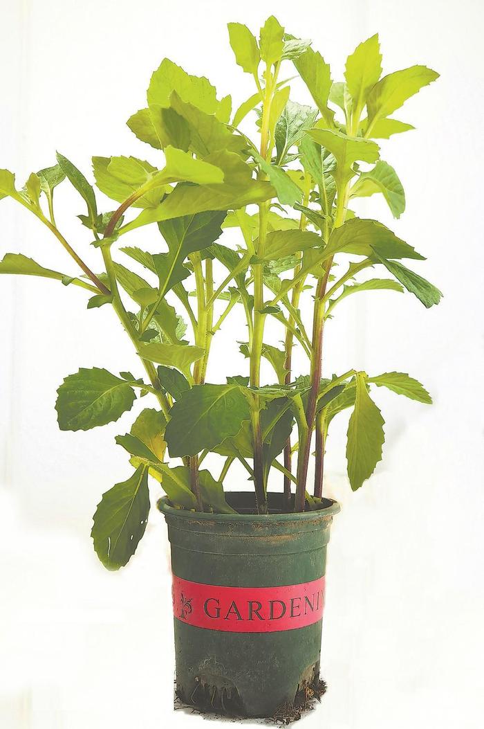 片仔癀草盆栽(资料图片)